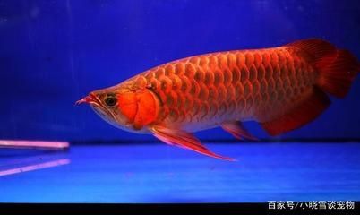 龍魚的成長過程：龍魚的成長過程是一個從快速生長到逐漸成熟的漸進過程