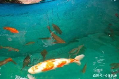 龍魚和錦鯉混養：龍魚和錦鯉可以混養一直是養魚愛好者關心的話題