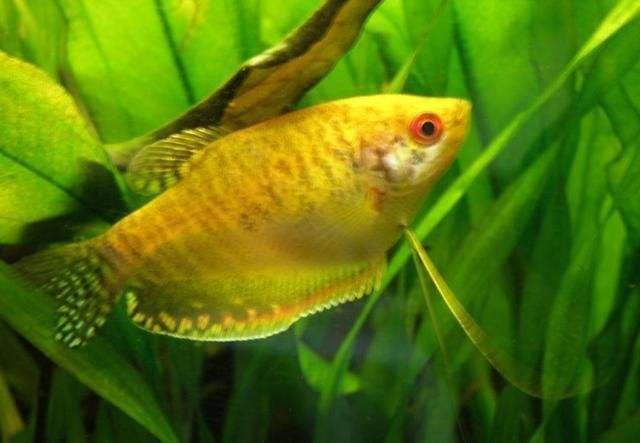 黃曼龍魚眼睛發紅是怎么回事黃曼龍魚眼睛發紅是怎么回事：黃曼龍魚的眼睛發紅是怎么回事 黃曼龍魚眼睛發紅是怎么回事黃曼龍魚眼睛發紅是怎么回事：黃曼龍魚的眼睛發紅是怎么回事 龍魚百科 第3張