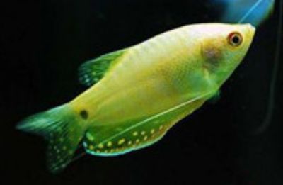 黃曼龍魚眼睛發紅是怎么回事黃曼龍魚眼睛發紅是怎么回事:黃曼龍魚的眼睛發紅是怎么回事 龍魚百科 第2張 黃曼龍魚眼睛發紅是怎么回事黃曼龍魚眼睛發紅是怎么回事:黃曼龍魚的眼睛發紅是怎么回事 黃曼龍魚眼睛發紅是怎么回事黃曼龍魚眼睛發紅是怎么回事:黃曼龍魚的眼睛發紅是怎么回事 龍魚百科 第2張