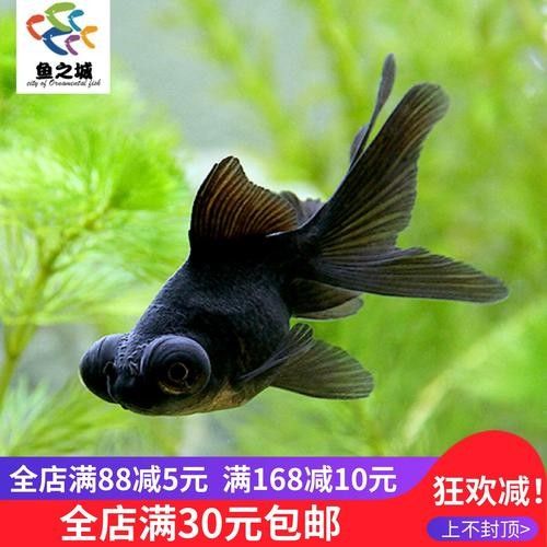 黑龍魚可以和什么魚混養一起養呢圖片