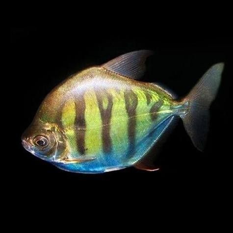 黑龍魚可以和什么魚混養一起養呢圖片