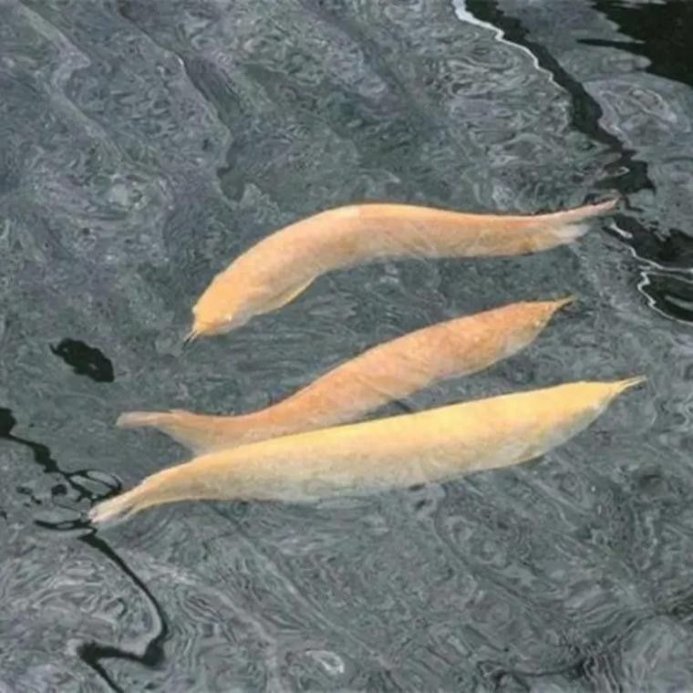 黑龍魚可以和什么魚混養一起養呢圖片