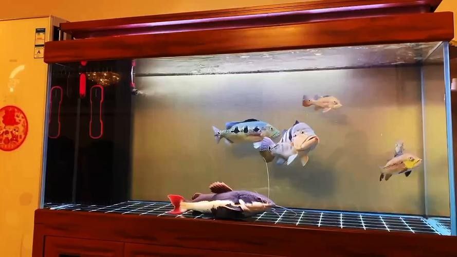 黑龍魚可以和什么魚混養一起養呢圖片
