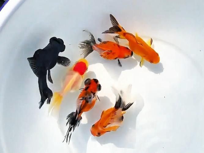 黑龍魚可以和什么魚混養一起養呢圖片