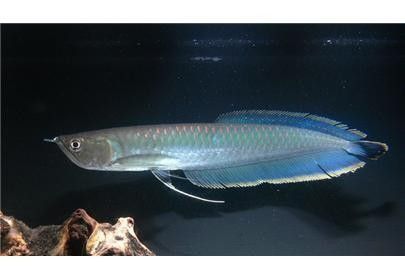 黑龍魚可以和什么魚混養一起養呢圖片