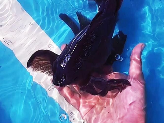 黑龍魚可以和什么魚混養一起養呢圖片