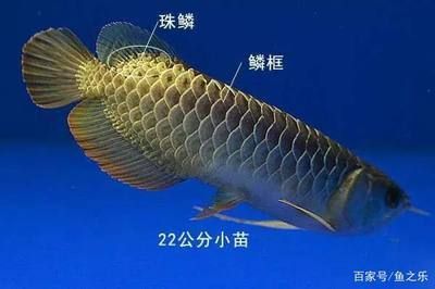 龍魚結構與功能圖解：龍魚的外部結構與功能圖解和功能圖解龍魚結構與功能圖解