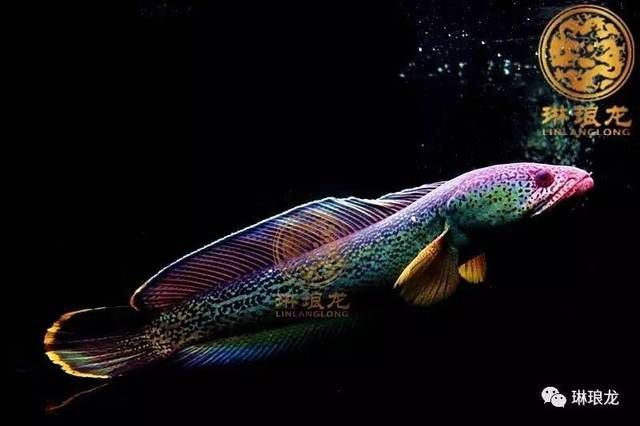 銀龍魚、星點龍魚相對較為便宜的龍魚品種有哪些：便宜的龍魚品種 銀龍魚、星點龍魚相對較為便宜的龍魚品種有哪些：便宜的龍魚品種 龍魚百科 第2張