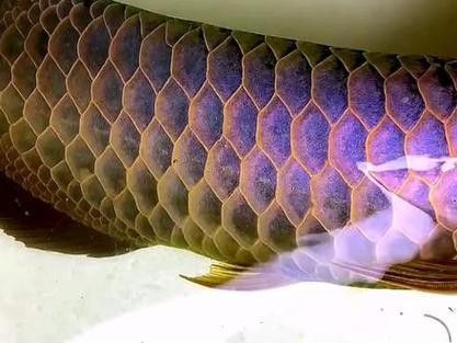 如何挑選合適的藍底龍魚？