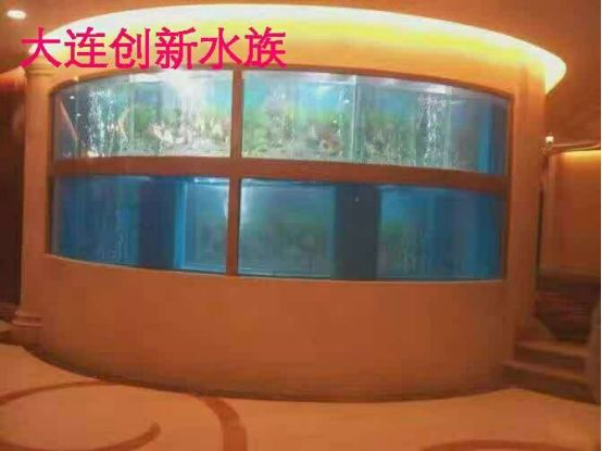 紅龍魚怎么分年齡大小圖片（紅龍魚怎么分年齡大小圖片視頻）