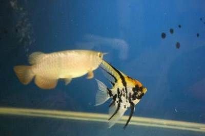 龍魚號碼查詢（關(guān)于龍魚號碼查詢的詳細(xì)信息）