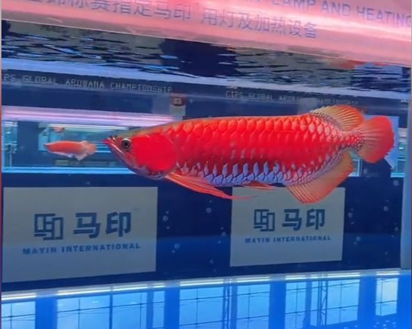 龍魚號碼查詢（關(guān)于龍魚號碼查詢的詳細(xì)信息）