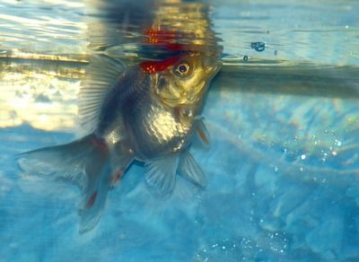 龍魚號碼查詢（關(guān)于龍魚號碼查詢的詳細(xì)信息）