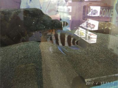 龍魚號碼查詢（關(guān)于龍魚號碼查詢的詳細(xì)信息）