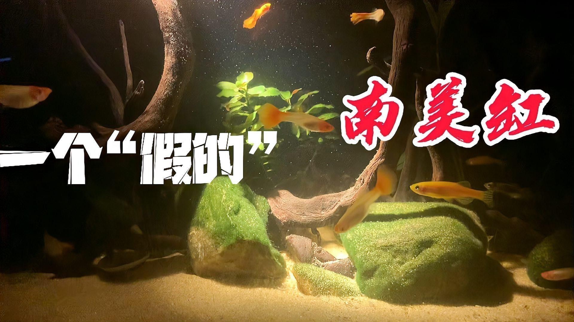 養金龍魚能放沉木嗎