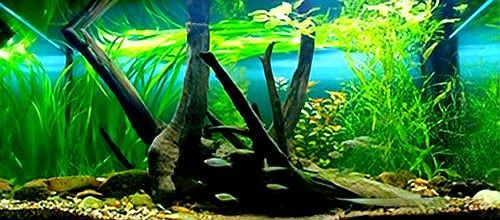養金龍魚能放沉木嗎