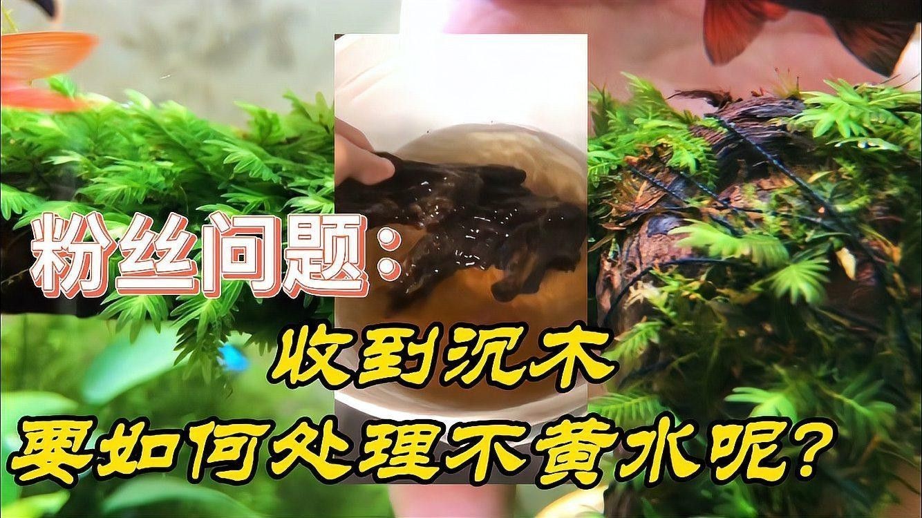 養金龍魚能放沉木嗎