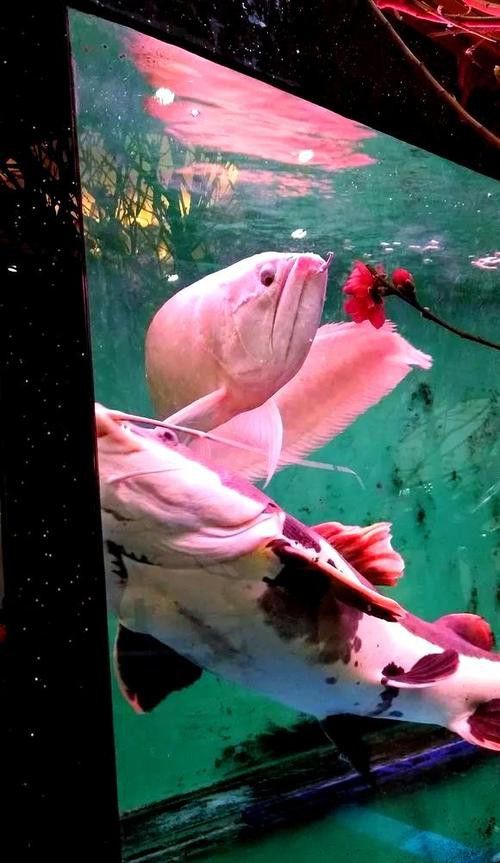 如何預防銀龍魚的白絮病？ 如何預防銀龍魚的白絮病？ 龍魚百科 第5張