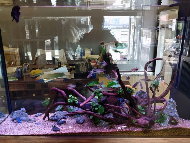 養金龍魚能放沉木嗎