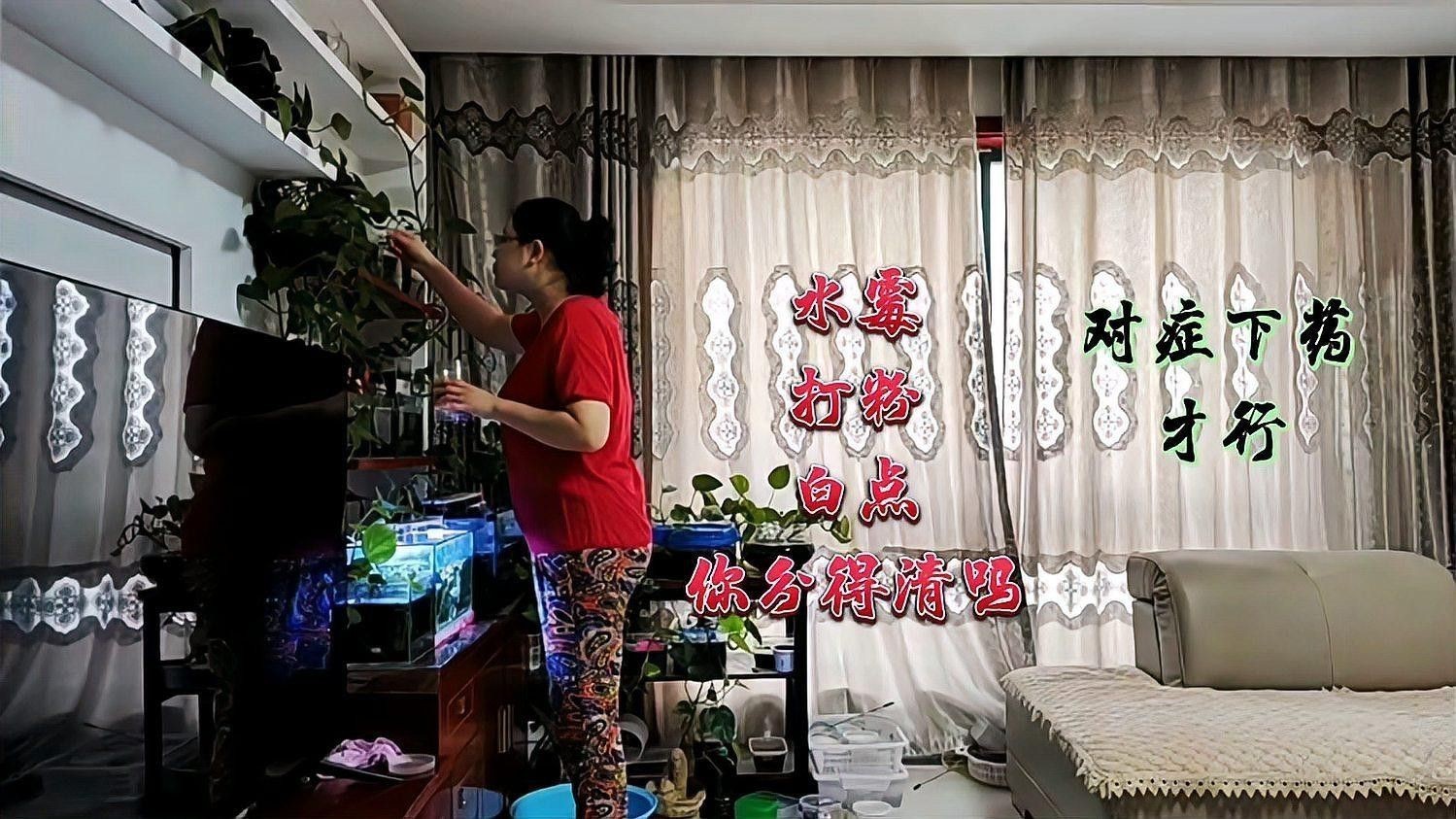 如何預防銀龍魚的白絮病？ 如何預防銀龍魚的白絮病？ 龍魚百科 第6張