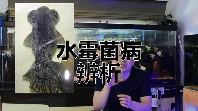 如何預防銀龍魚的白絮病？ 如何預防銀龍魚的白絮病？ 龍魚百科 第9張