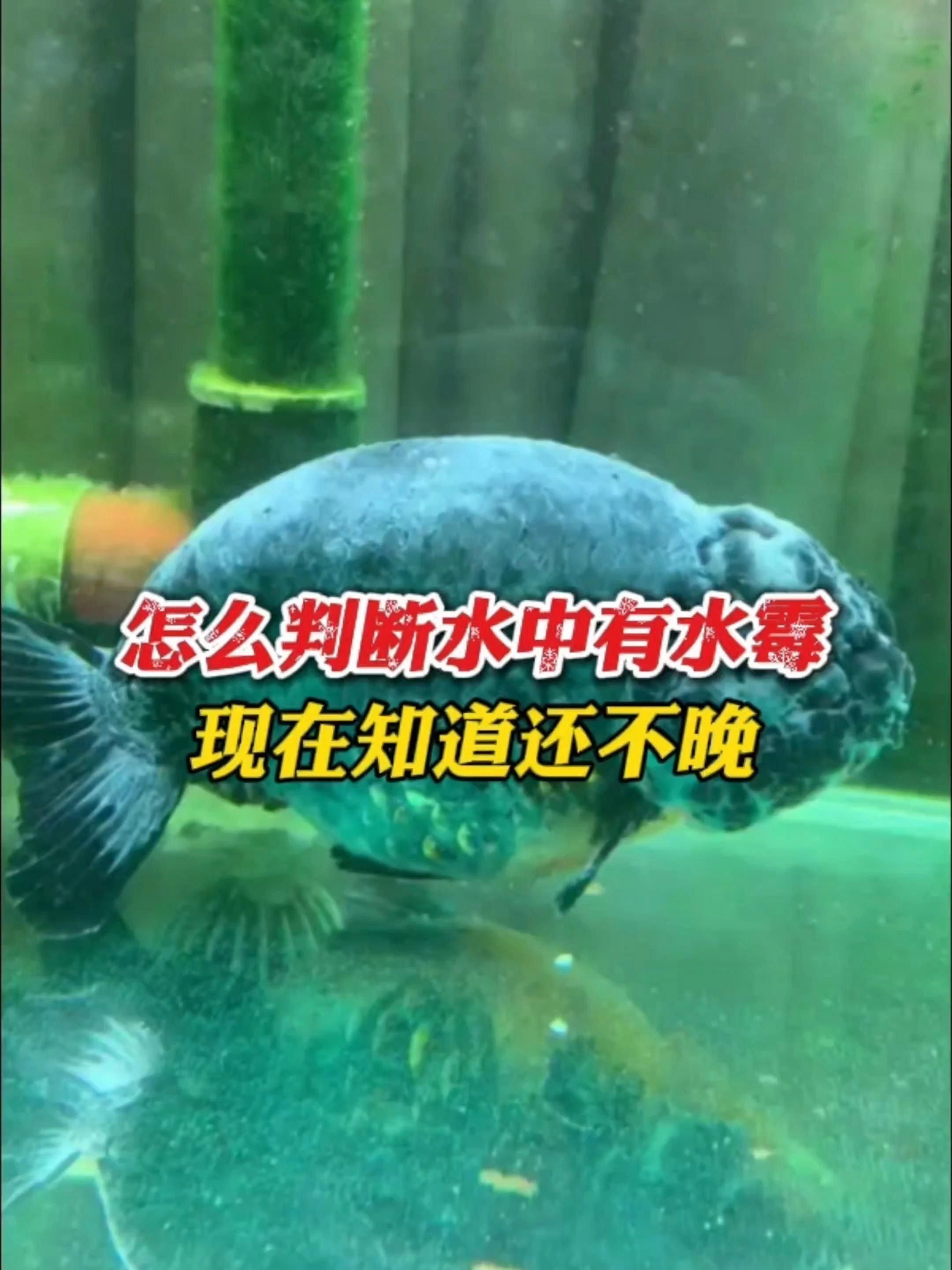 如何預防銀龍魚的白絮病？ 如何預防銀龍魚的白絮病？ 龍魚百科 第12張