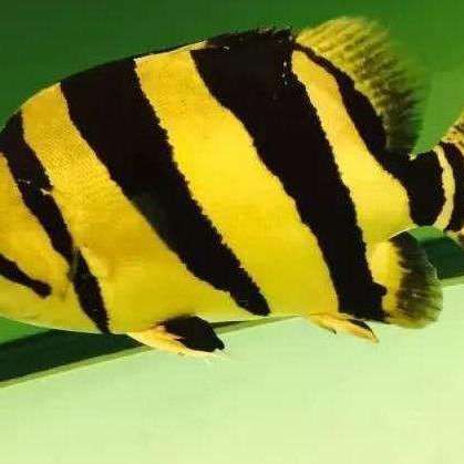 老虎魚是什么樣子的