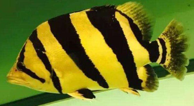 老虎魚是什么樣子的