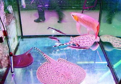 山東紅龍魚（山東紅龍魚價格受多種因素影響價格受多種因素影響）