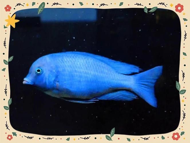 賽級(jí)藍(lán)底最簡單三個(gè)魚