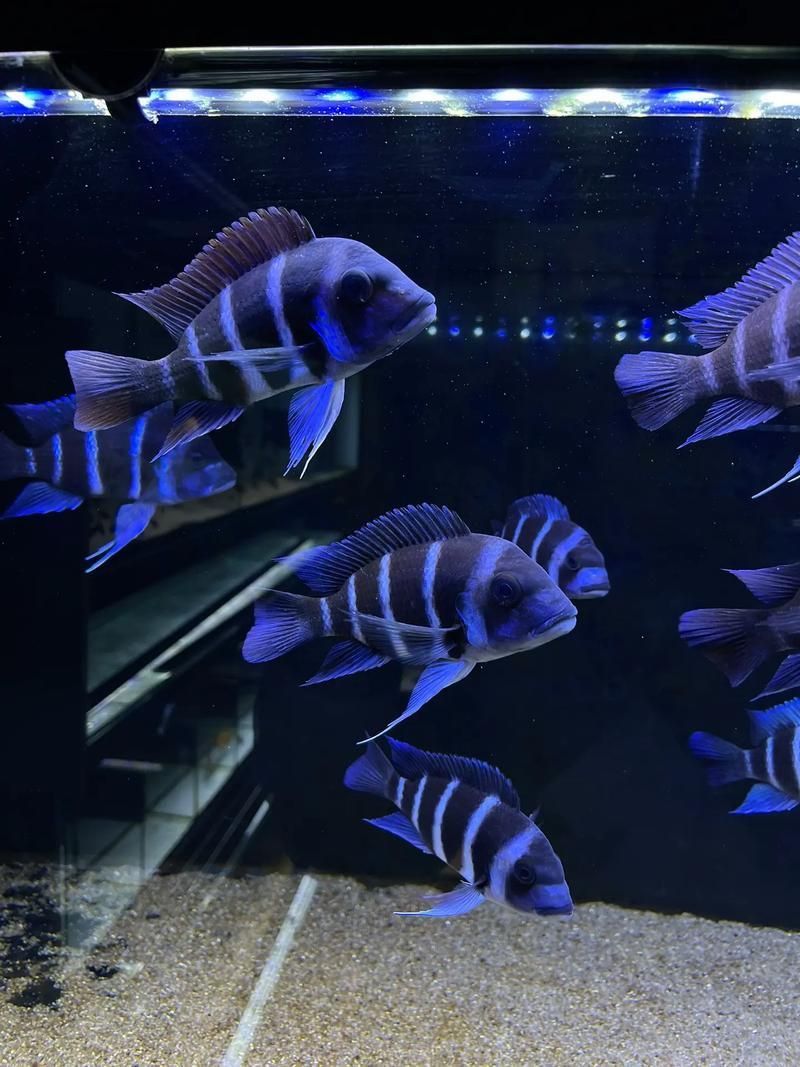 賽級(jí)藍(lán)底最簡單三個(gè)魚