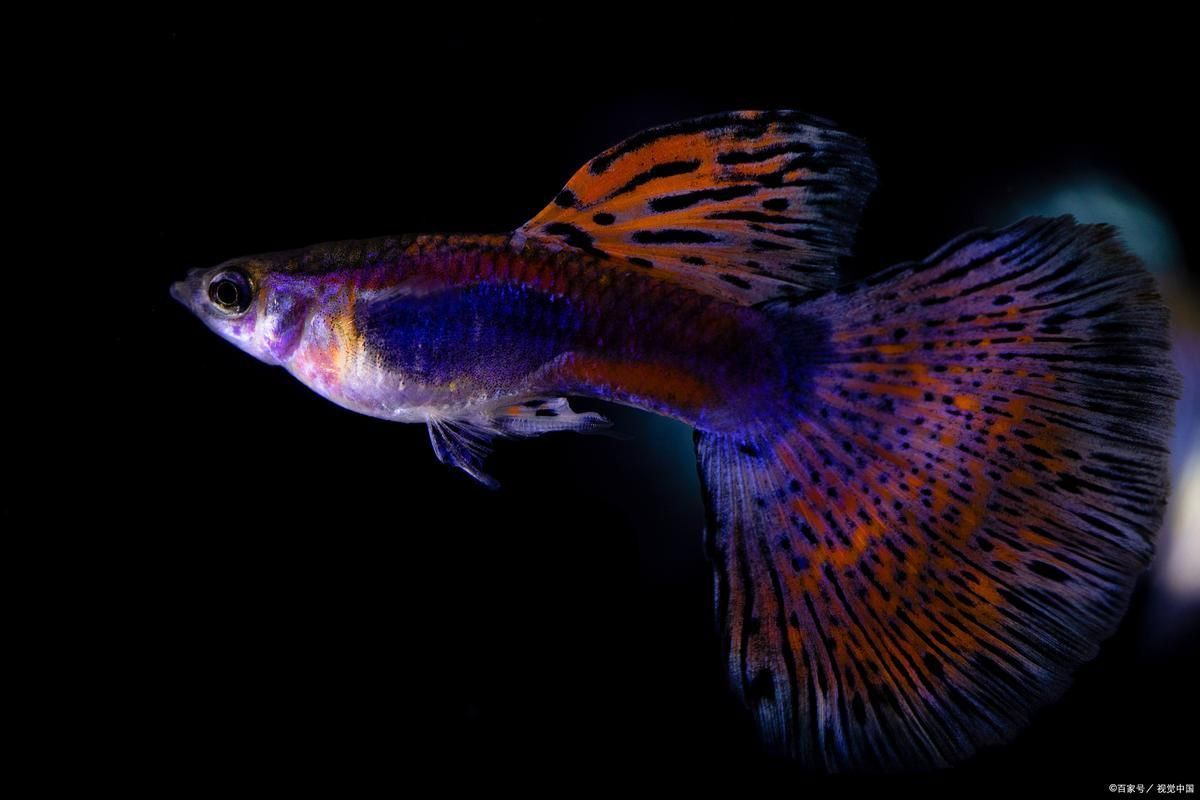 賽級(jí)藍(lán)底最簡單三個(gè)魚