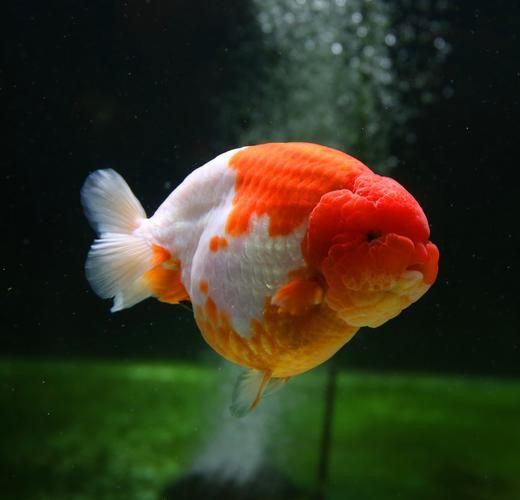 賽級(jí)藍(lán)底最簡單三個(gè)魚