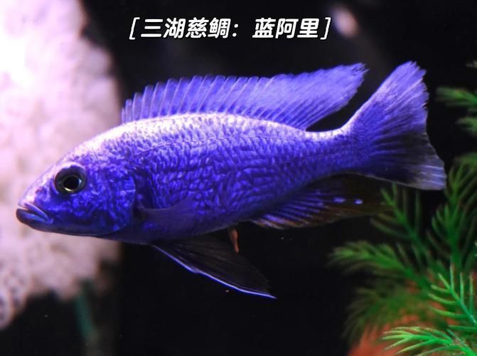 賽級(jí)藍(lán)底最簡單三個(gè)魚
