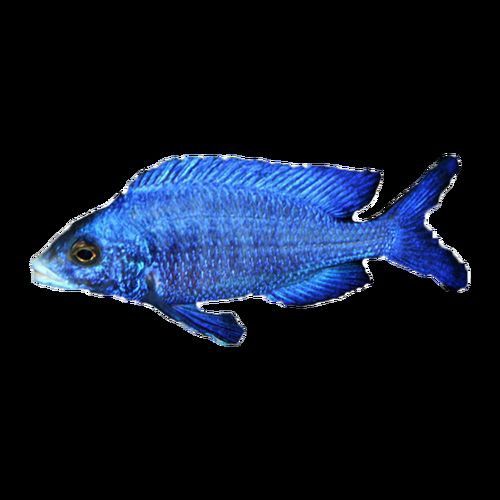 賽級(jí)藍(lán)底最簡單三個(gè)魚