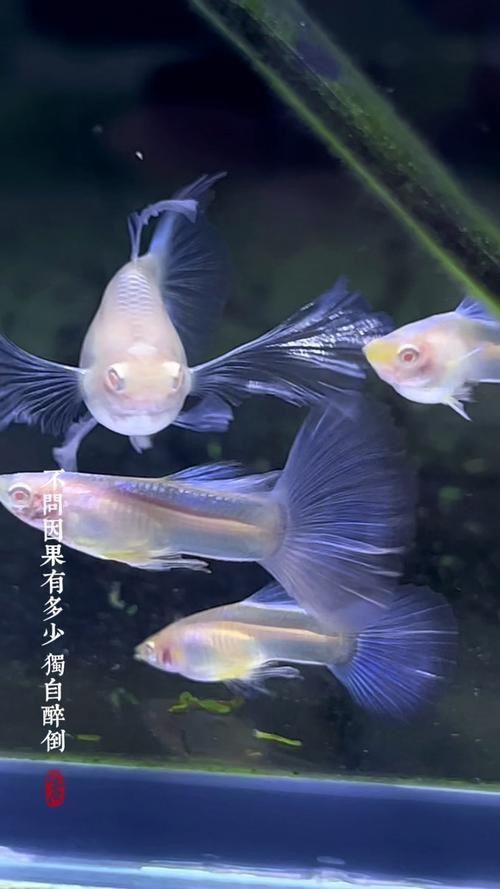 賽級(jí)藍(lán)底最簡單三個(gè)魚