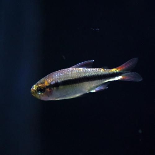 賽級(jí)藍(lán)底最簡單三個(gè)魚