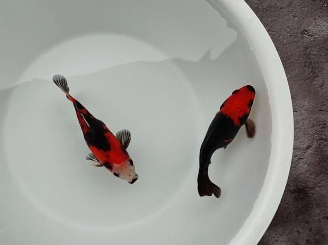 賽級(jí)藍(lán)底最簡單三個(gè)魚
