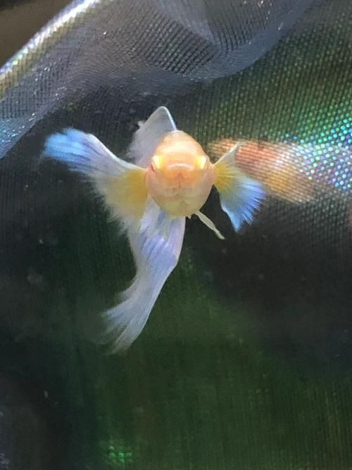 賽級(jí)藍(lán)底最簡單三個(gè)魚