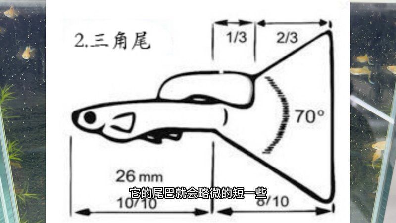 賽級(jí)藍(lán)底最簡單三個(gè)魚
