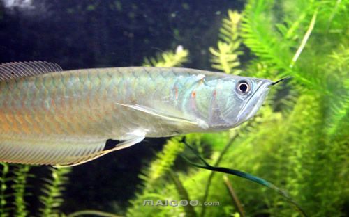 十大最漂亮的龍魚哪種龍魚最好看最好養：十大最好養的龍魚品種→maigoo生活榜