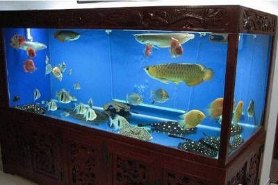 龍魚閣魚缸廠家地址：龍魚閣魚缸廠家地址探討龍魚閣魚缸廠家的詳細地址