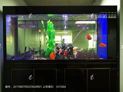 龍魚閣魚缸廠家地址：龍魚閣魚缸廠家地址探討龍魚閣魚缸廠家的詳細地址