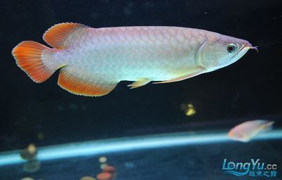 網上購買龍魚是可行的，但需要注意一些風險和細節和細節：從網上買龍魚可以嗎 網上購買龍魚是可行的，但需要注意一些風險和細節和細節：從網上買龍魚可以嗎 龍魚百科 第2張