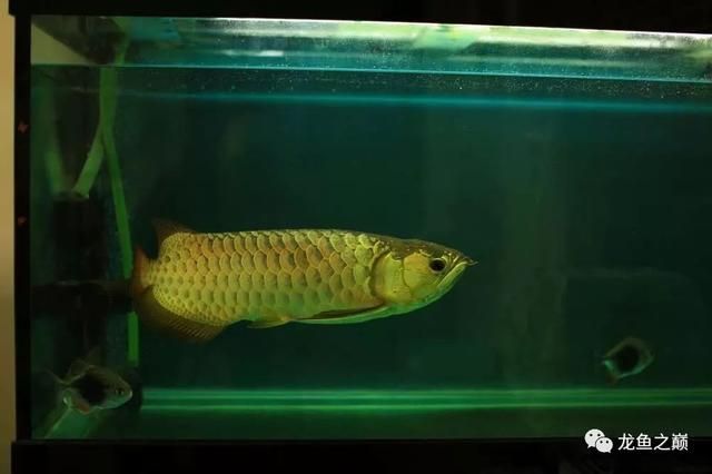 羅漢魚批發一條街