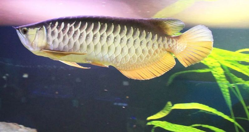 真的有金龍魚嗎？