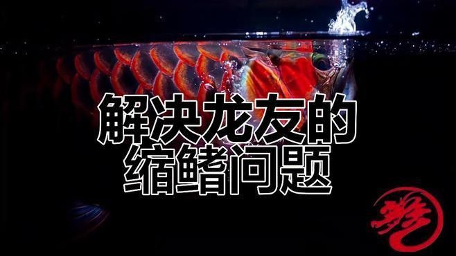 龍魚抖鰭是生病了嗎？