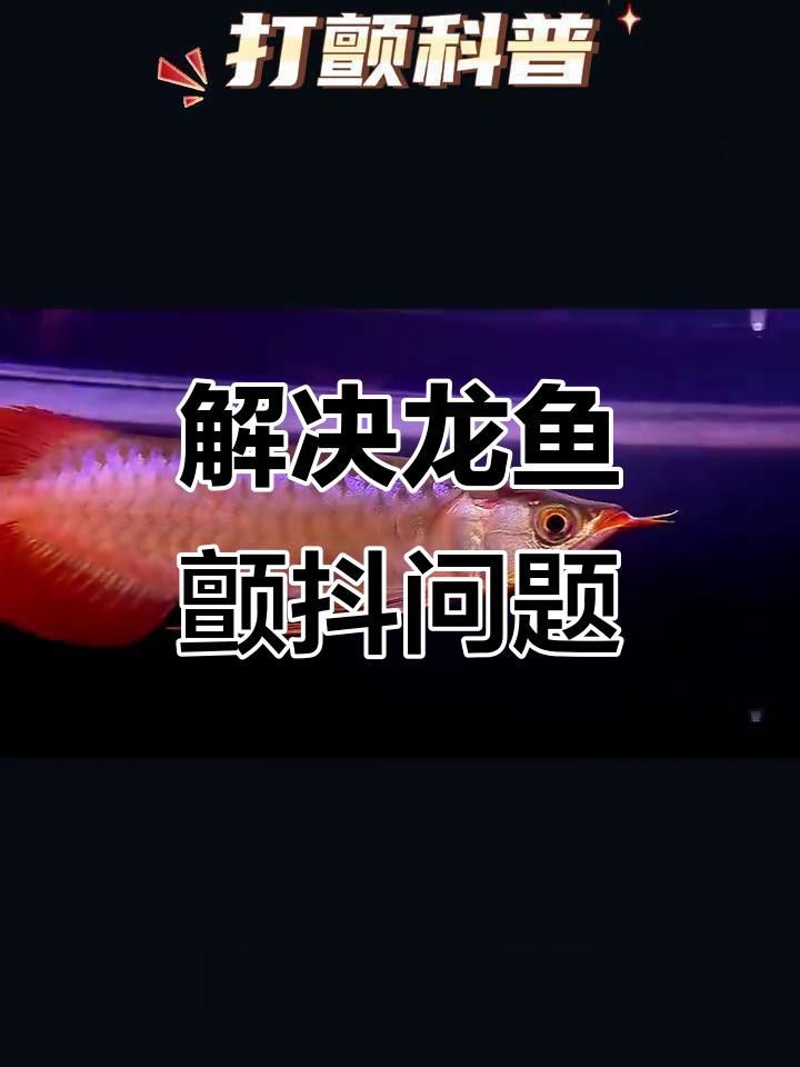 龍魚抖鰭是生病了嗎？