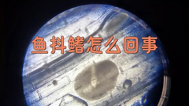 龍魚抖鰭是生病了嗎？
